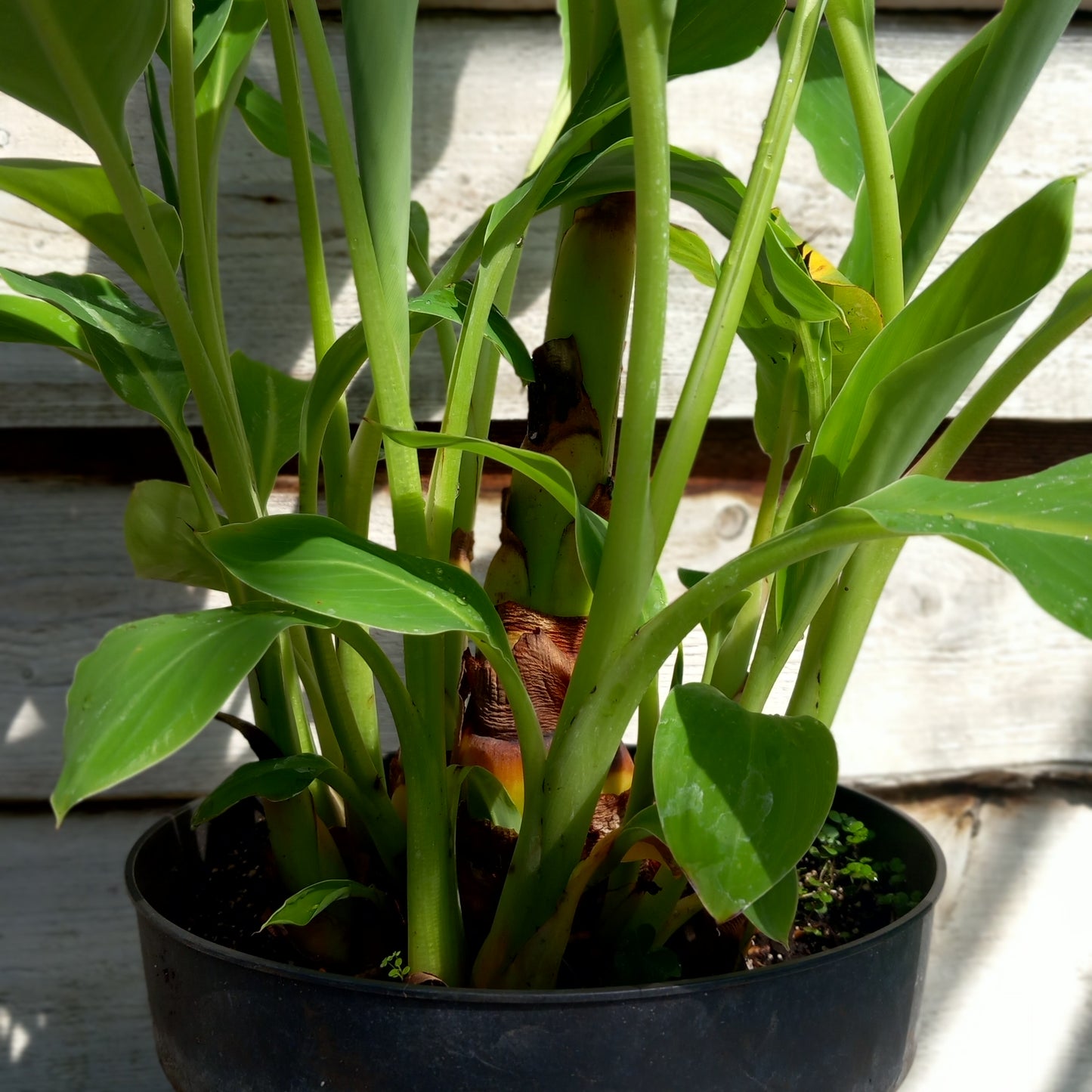 Musella lasiocarpa (Golden Lotus), total 110 cm, pot Ø 27 cm (No. 5)