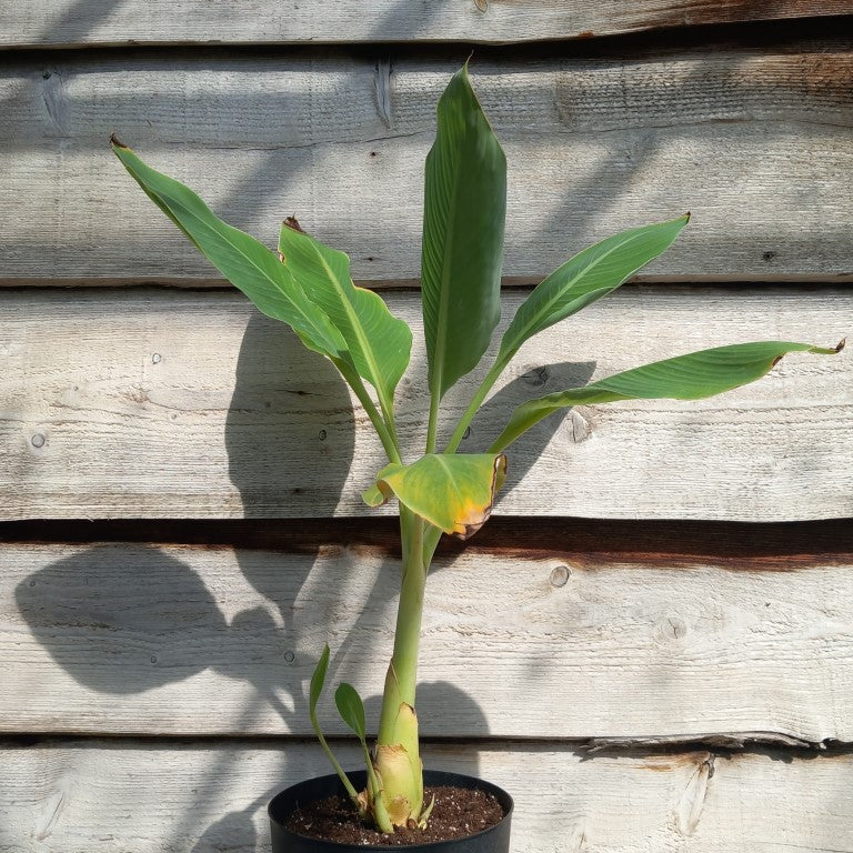 Musella lasiocarpa (Golden Lotus), total 75 cm, pot Ø 20 cm (No. 6)