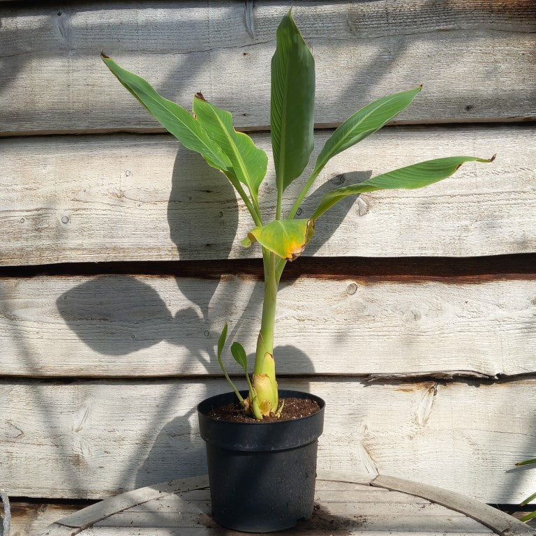 Musella lasiocarpa (Golden Lotus), total 75 cm, pot Ø 20 cm (No. 6)