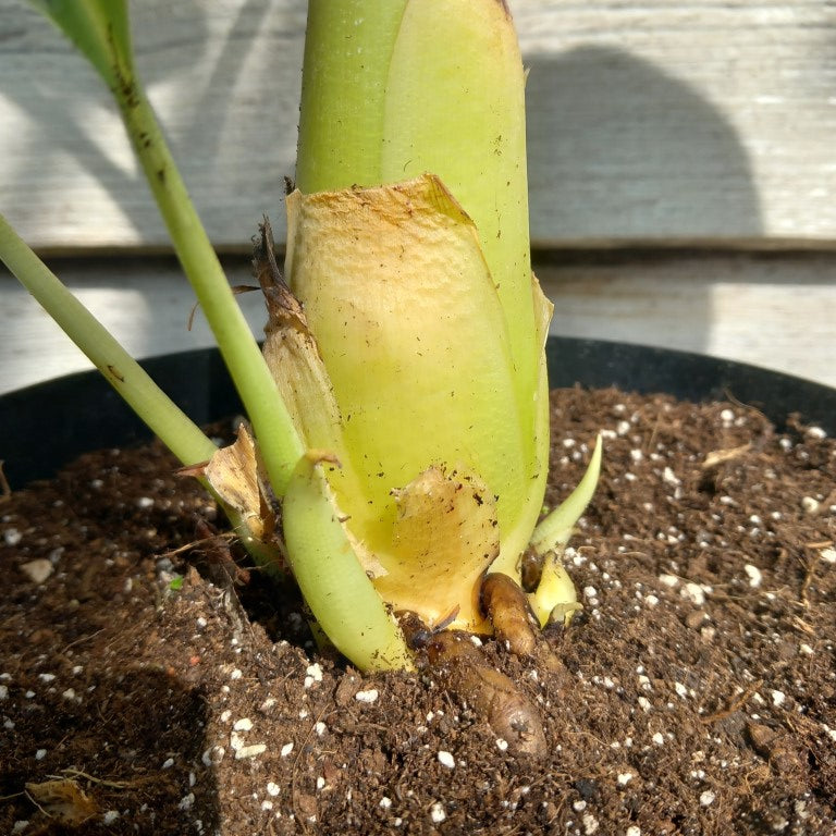 Musella lasiocarpa (Golden Lotus), total 75 cm, pot Ø 20 cm (No. 6)