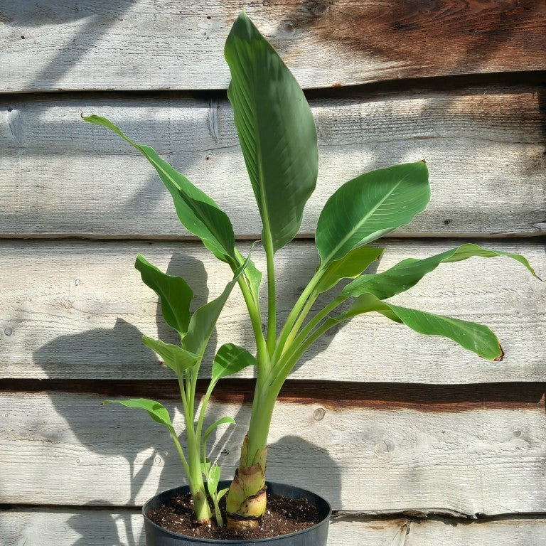 Musella lasiocarpa (Golden Lotus), total 90 cm, pot Ø 27 cm (No. 7)