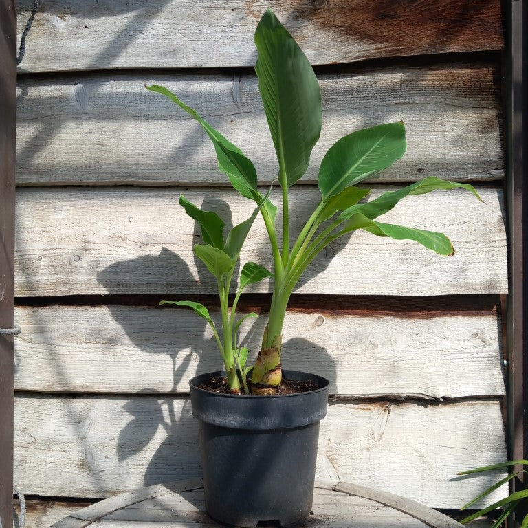 Musella lasiocarpa (Golden Lotus), total 90 cm, pot Ø 27 cm (No. 7)