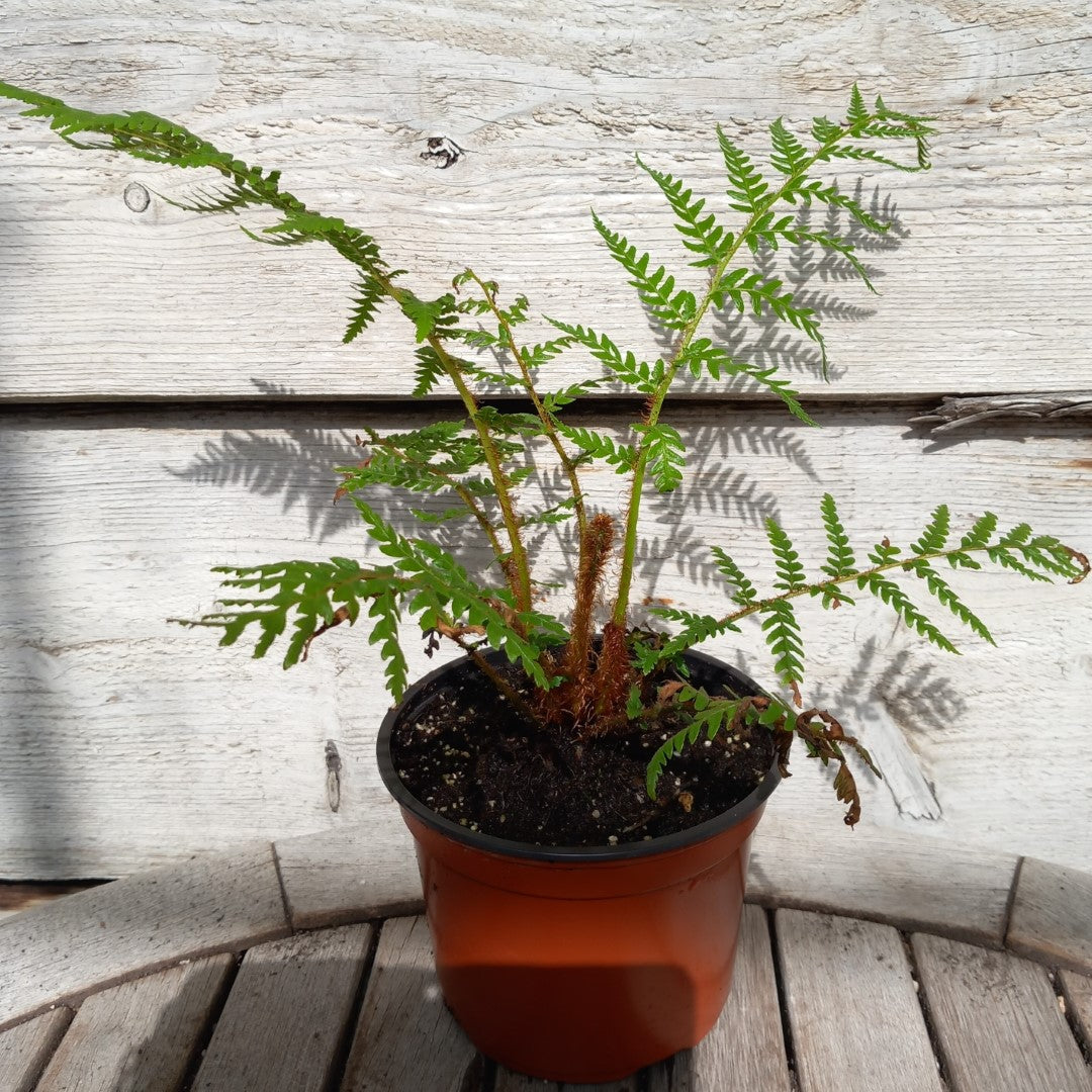 Cyathea New Caledonian Red, total 40+ cm, pot 13 cm