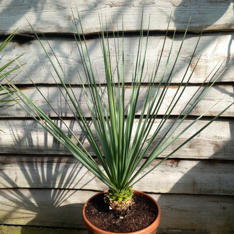 Nolina nelsonii, stem//total 15/105 cm, pot Ø 32 cm (SH03)