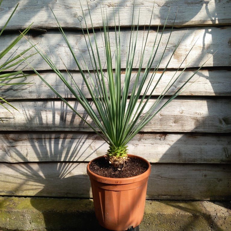 Nolina nelsonii, stem//total 15/105 cm, pot Ø 32 cm (SH03)