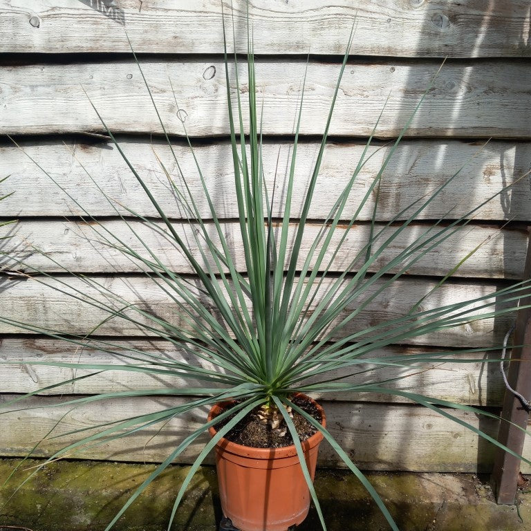 Nolina nelsonii, total 130 cm, pot Ø 30 cm (No. 5)