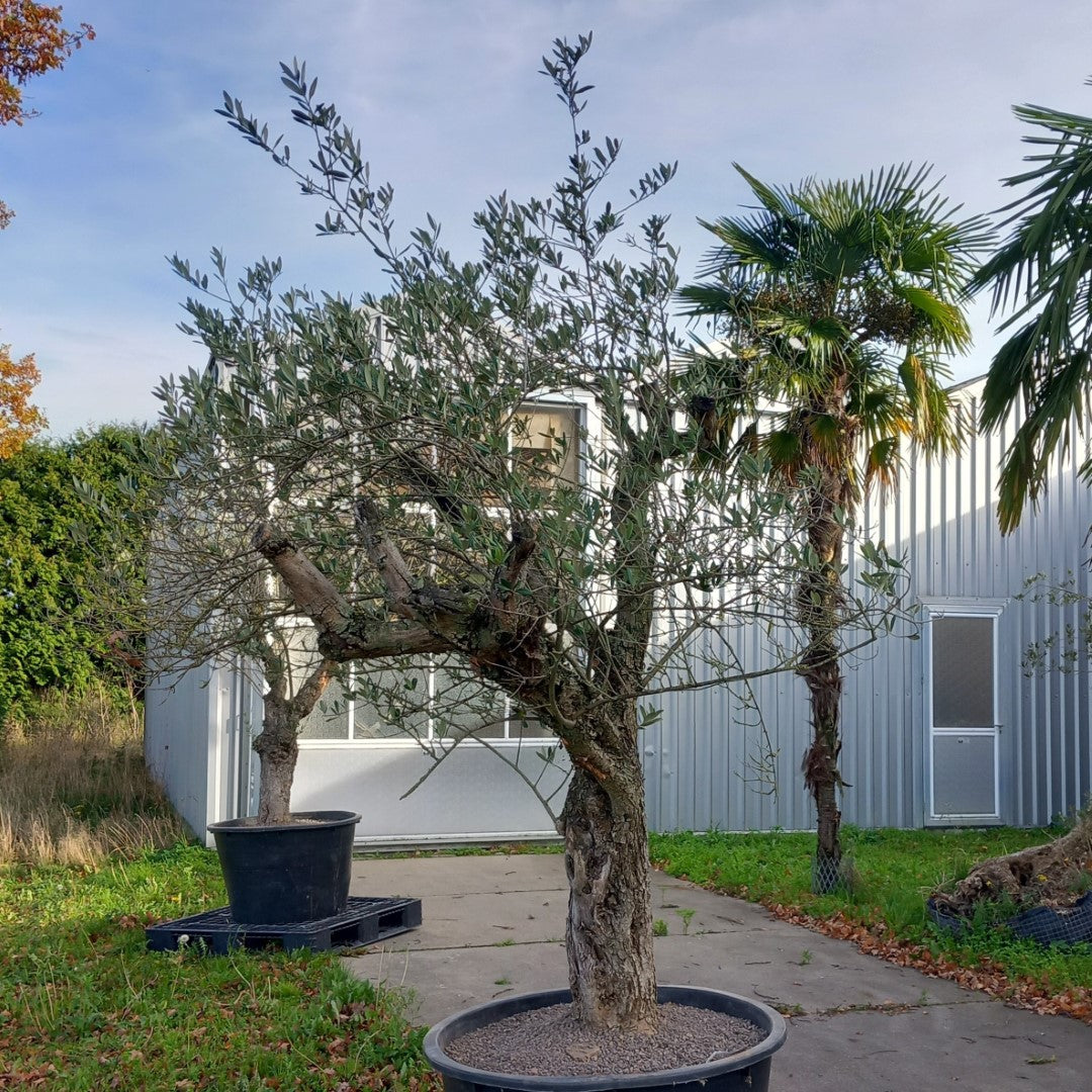 Olive tree, total 270 cm (No. 1)