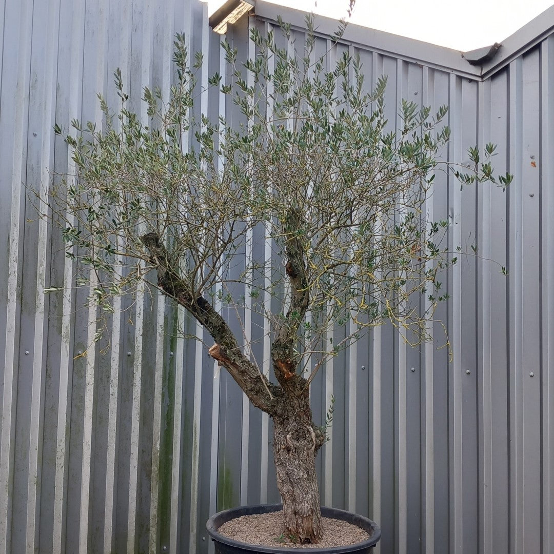 Olive tree, total 290 cm (No. 2)