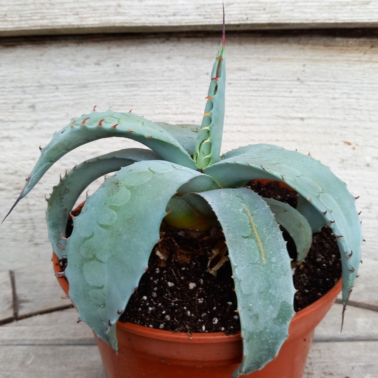 Agave ovatifolia, diam. 20 cm, pot Ø 15 cm (No. 2)