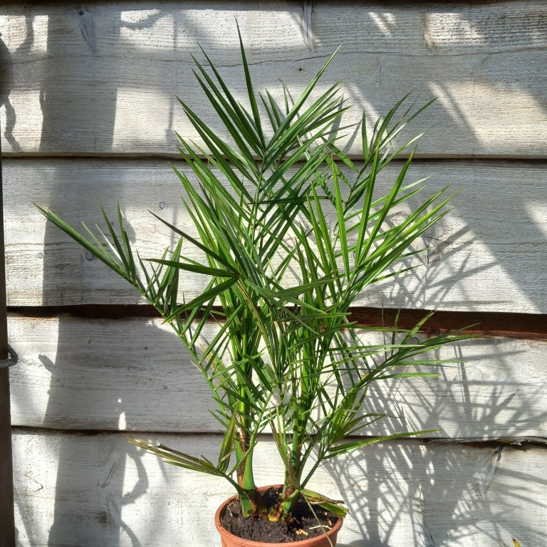 Phoenix canariensis double, total 80+ cm