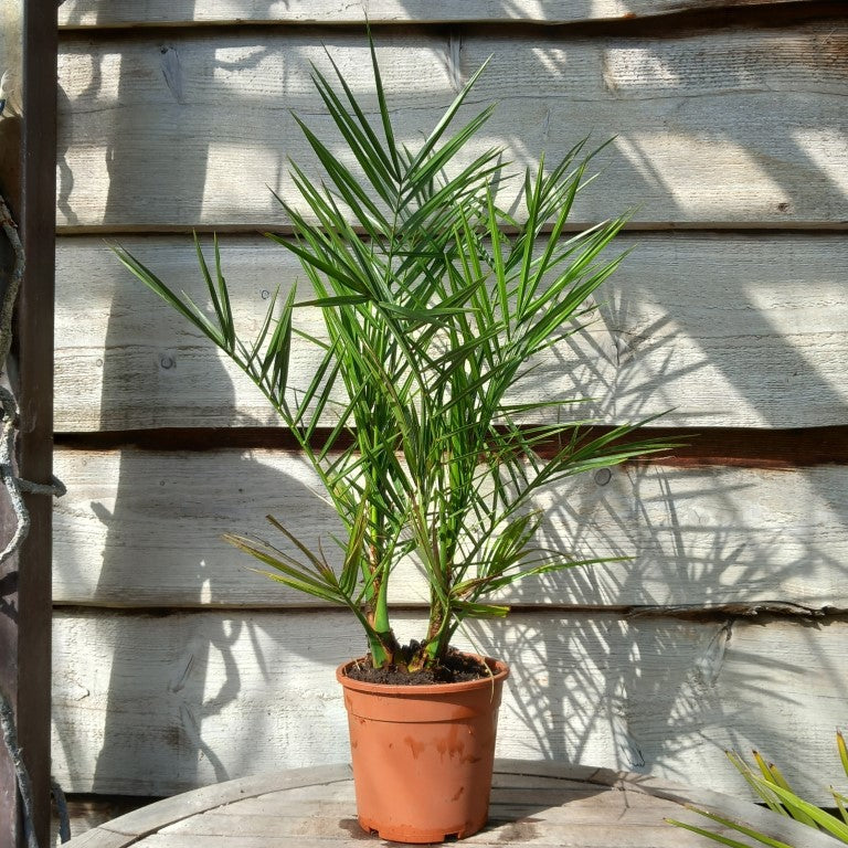 Phoenix canariensis double, total 80+ cm
