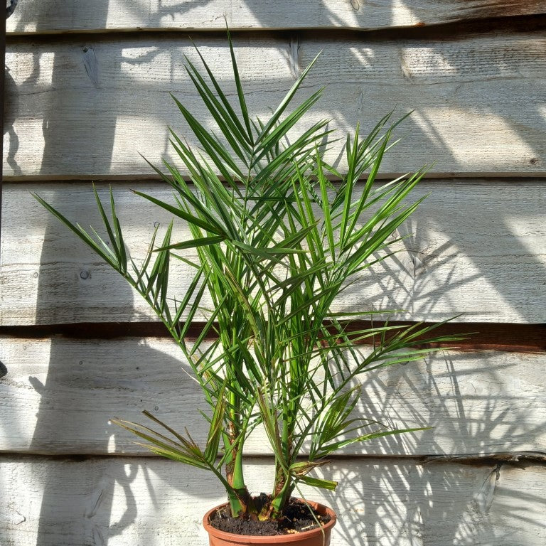 Phoenix canariensis double, total 80+ cm