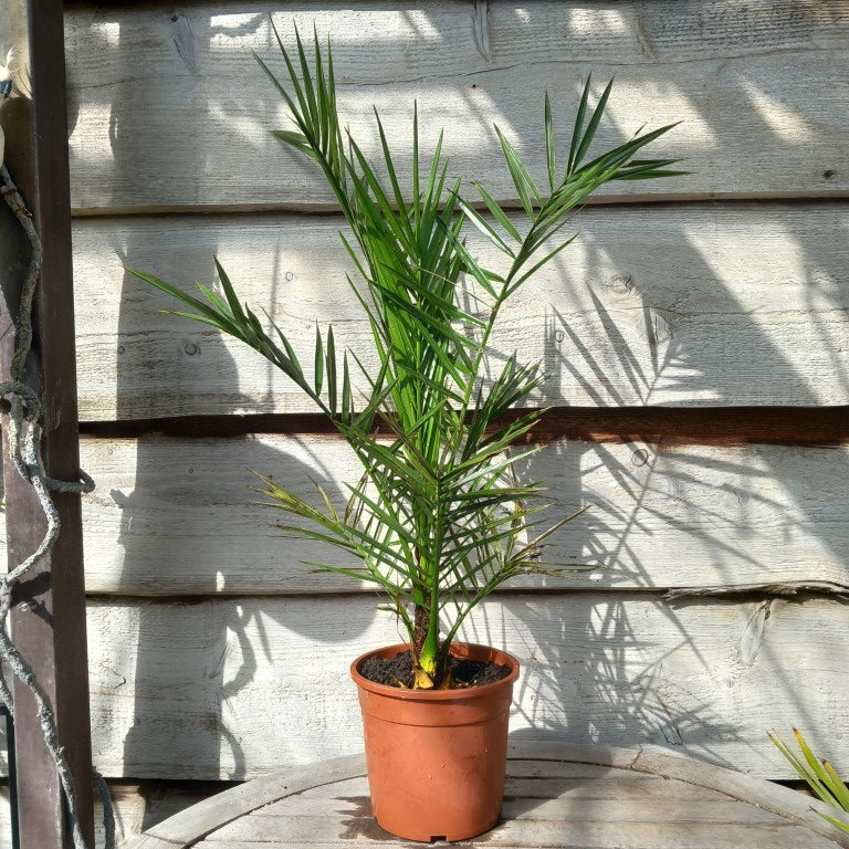 Phoenix canariensis, total 80+ cm