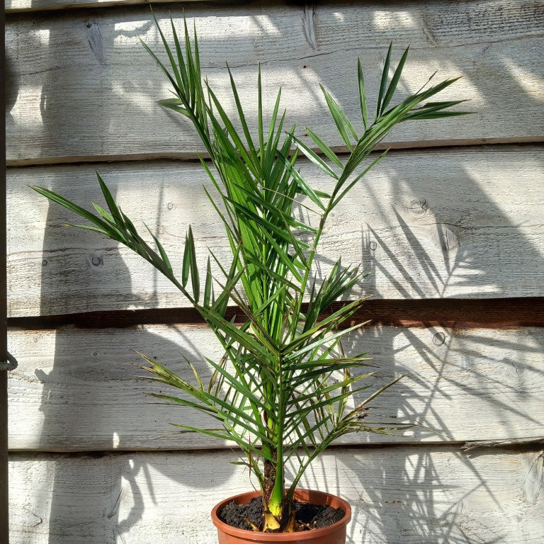 Phoenix canariensis, total 80+ cm