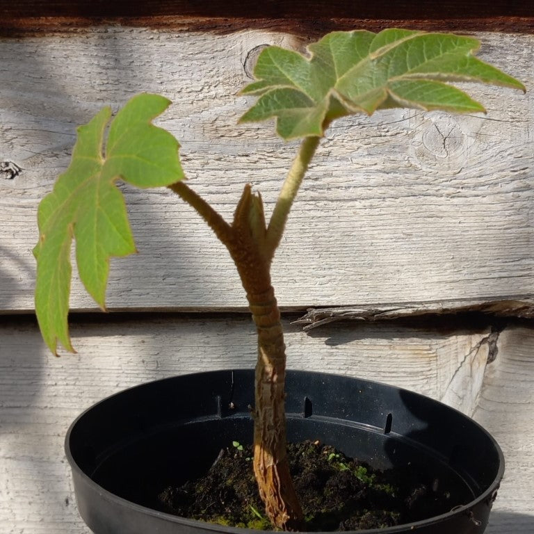 Tetrapanax papyrifera steroidal giant, total 30+ cm