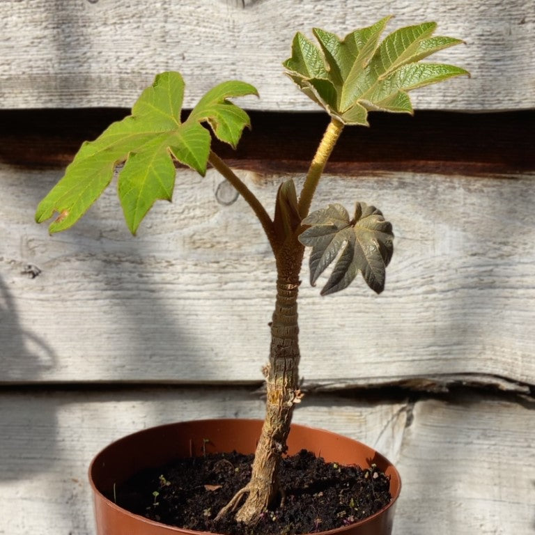 Tetrapanax papyrifera steroidal giant, total 40+ cm