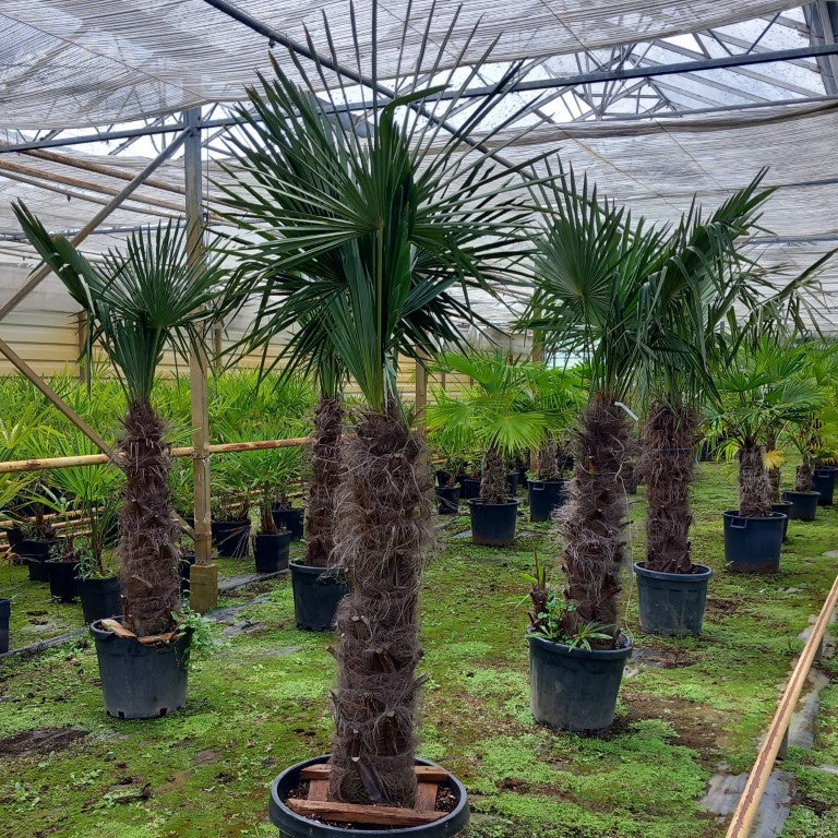 Trachycarpus fortunei