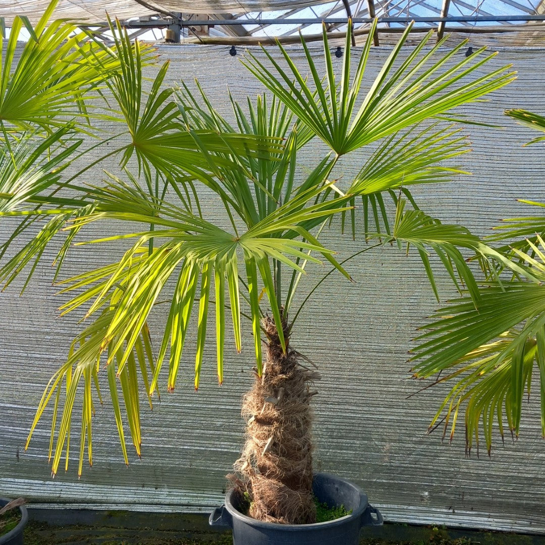 Trachycarpus winsan, trunk/stem 70 cm (No. 12)