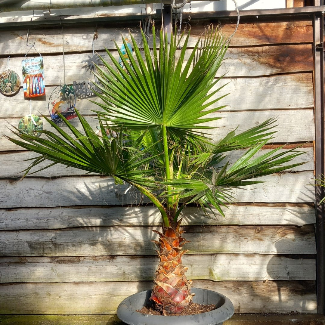 Washingtonia robusta, stem 65+ cm