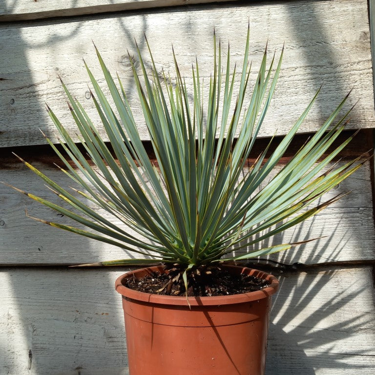 Yucca rostrata