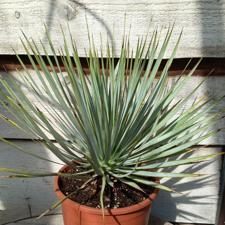 Yucca rostrata