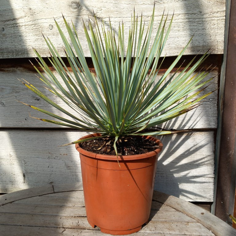Yucca rostrata