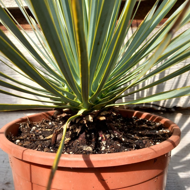 Yucca rostrata