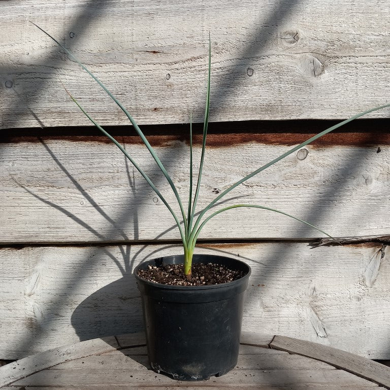Yucca angustissima
