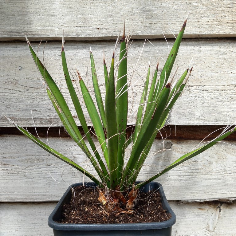Yucca carnerosana, stem/plant/total 5/40/65 cm, 10 ltr. pot (No. 2)