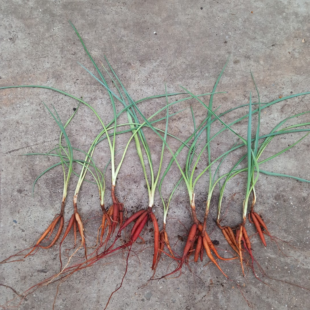 10 x Yucca coahuilensis