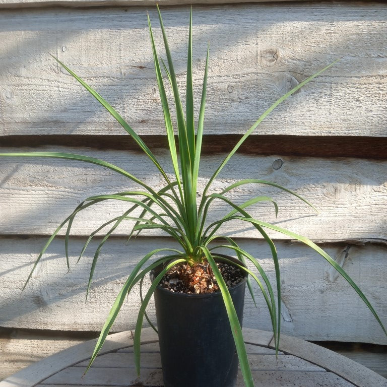 Yucca hybrid: linearifolia galeana x treculeana
