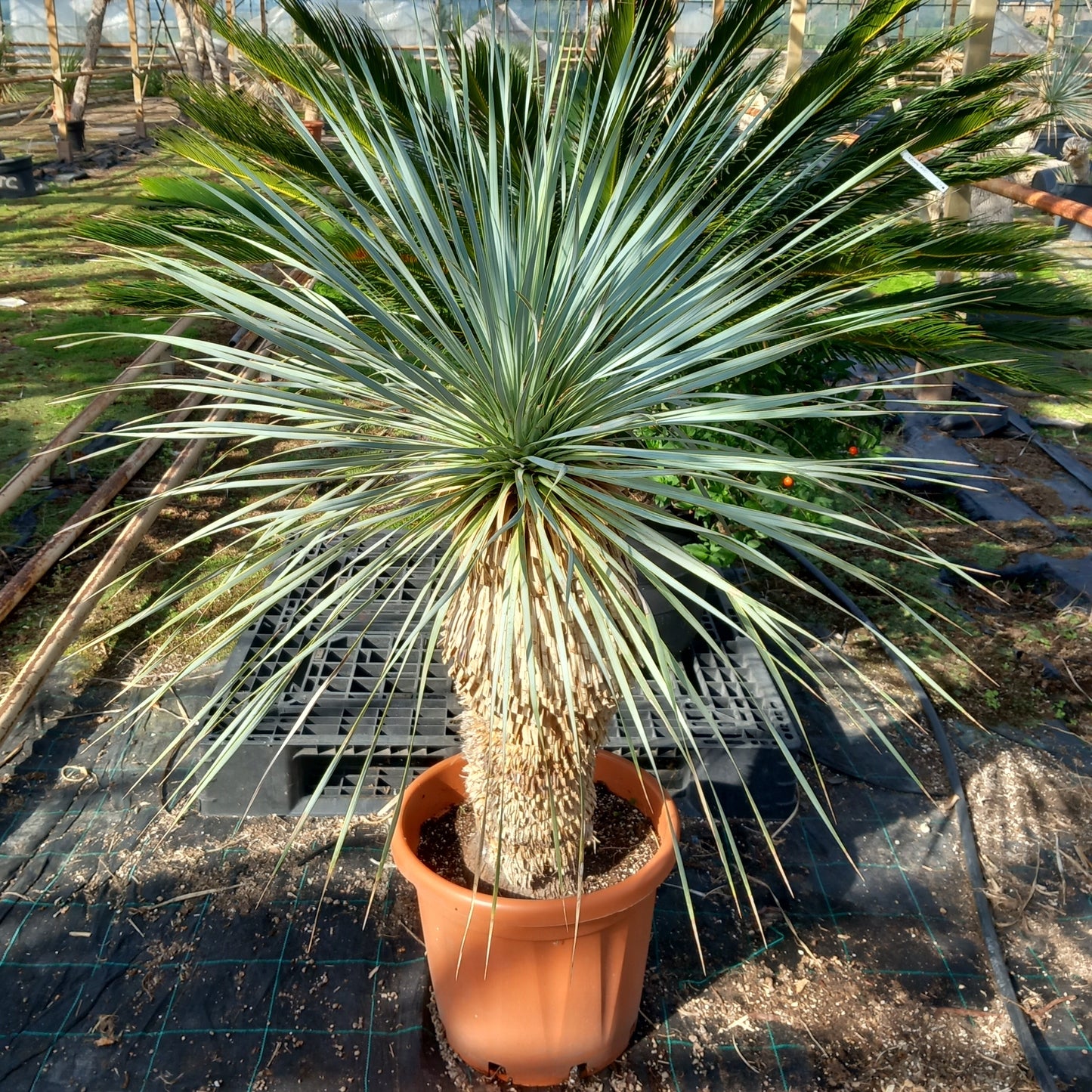 Yucca rostrata sp. Quatro Cienegas, stem/plant/total 70/115/140 cm (23-01)