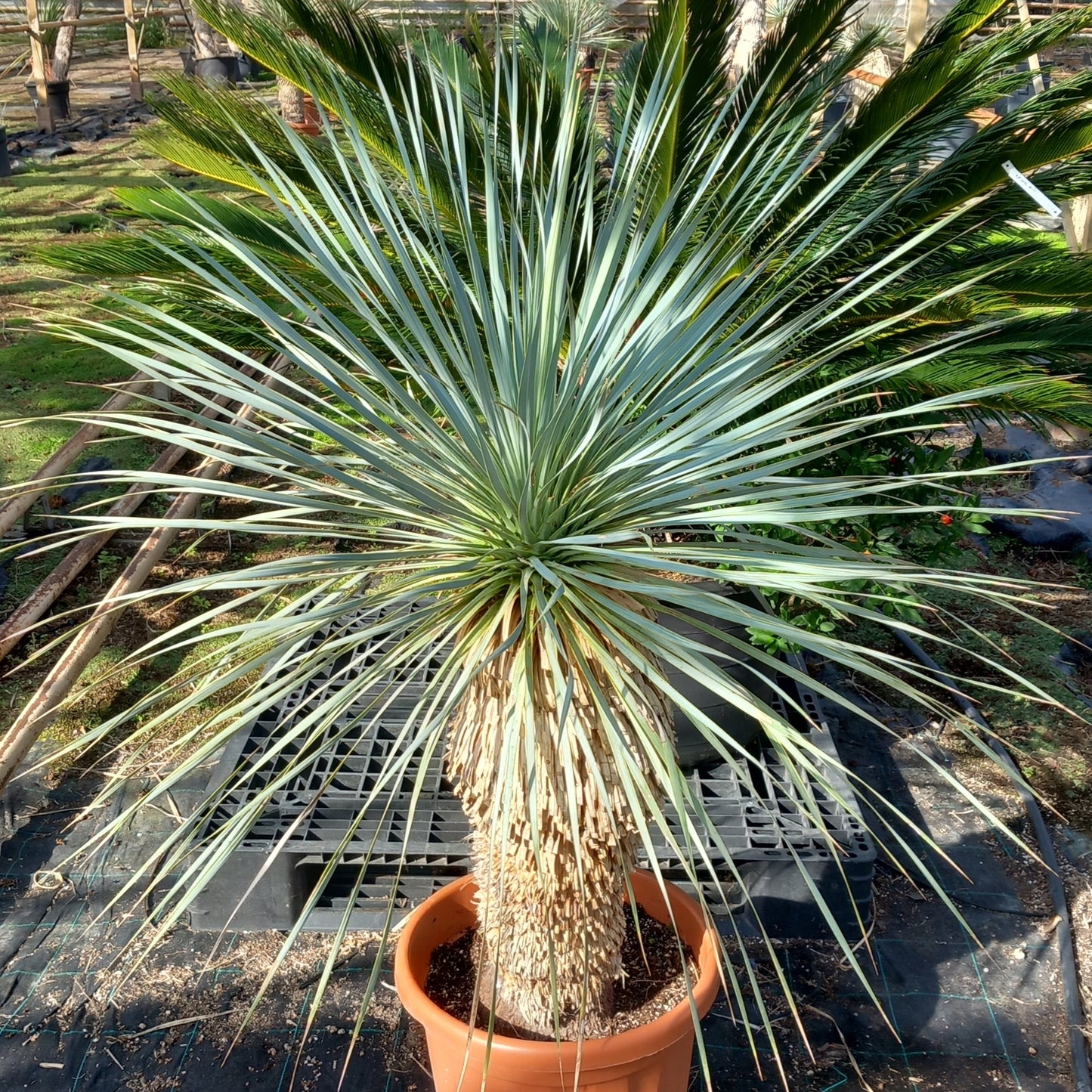 Yucca rostrata sp. Quatro Cienegas, stem/plant/total 70/115/140 cm (23-01)