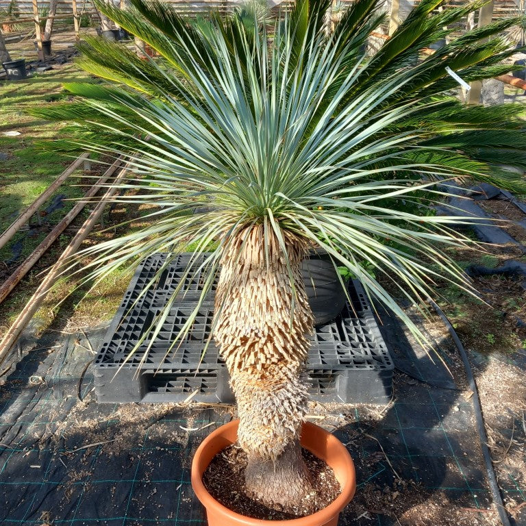 Yucca rostrata sp. Quatro Cienegas, stem/plant/total 70/115/140 cm (23-01)