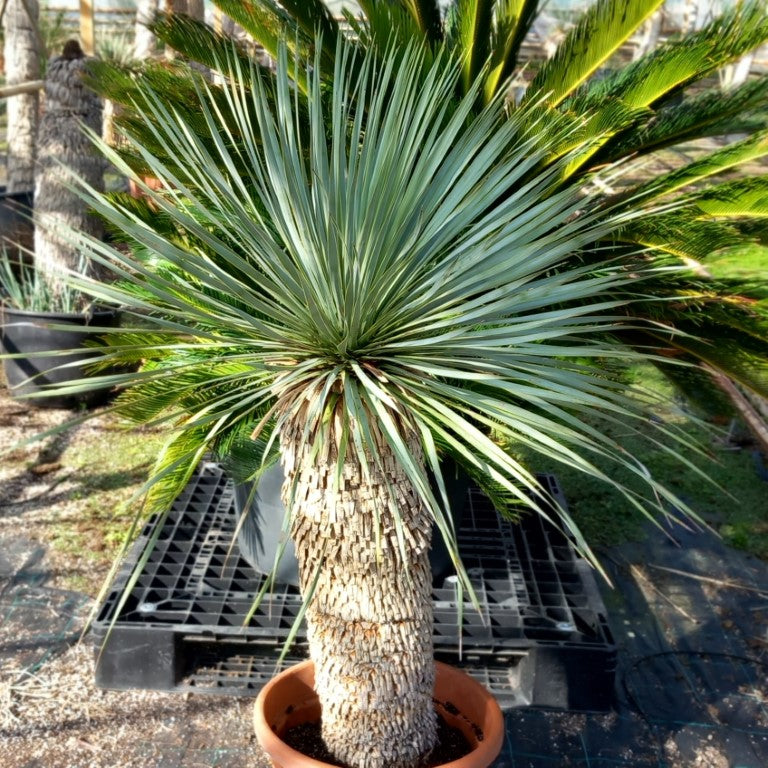 Yucca rostrata sp. Quatro Cienegas, stem/plant/total 75/115/140 cm (23-02)