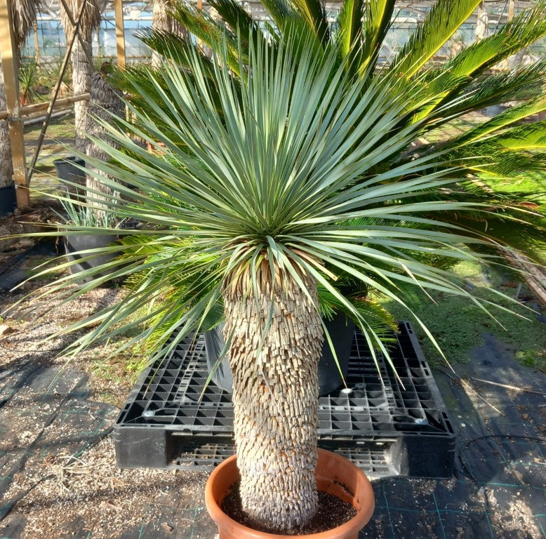 Yucca rostrata sp. Quatro Cienegas, stem/plant/total 75/115/140 cm (23-02)