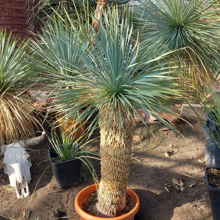 Yucca rostrata, stem/plant/total 75/110/150 cm (MT01)