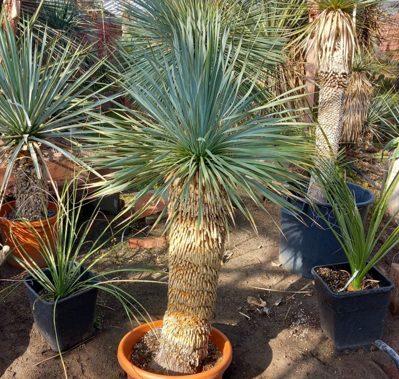 Yucca rostrata, stem/plant/total 75/110/150 cm (MT01)