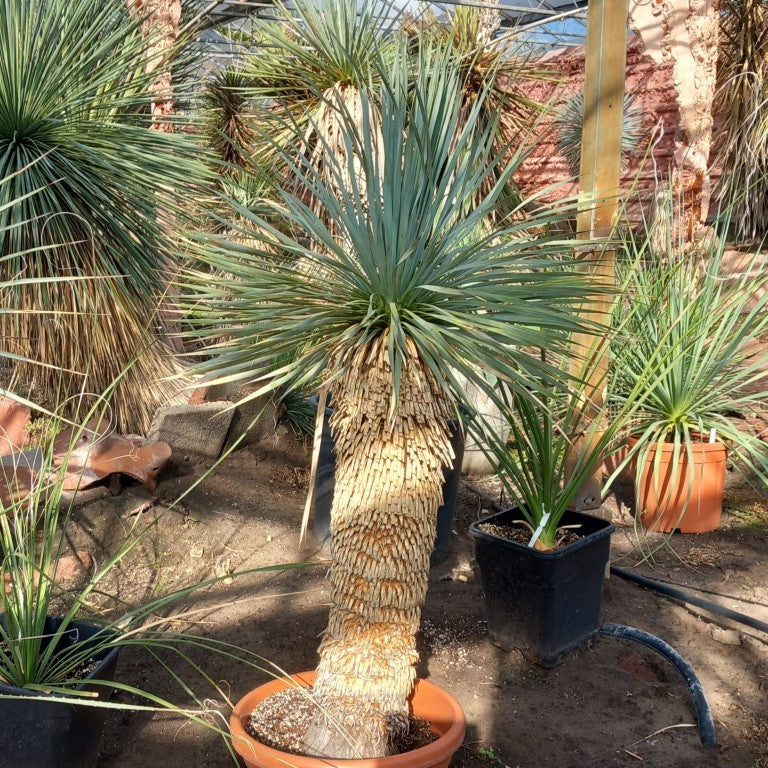 Yucca rostrata, stem/plant/total 75/110/150 cm (MT01)