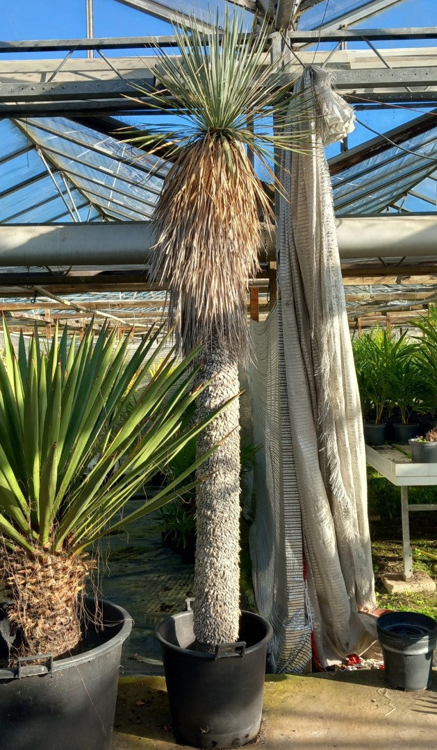Yucca rostrata XXL, stem/plant/total 200/250/280 cm (MX07)