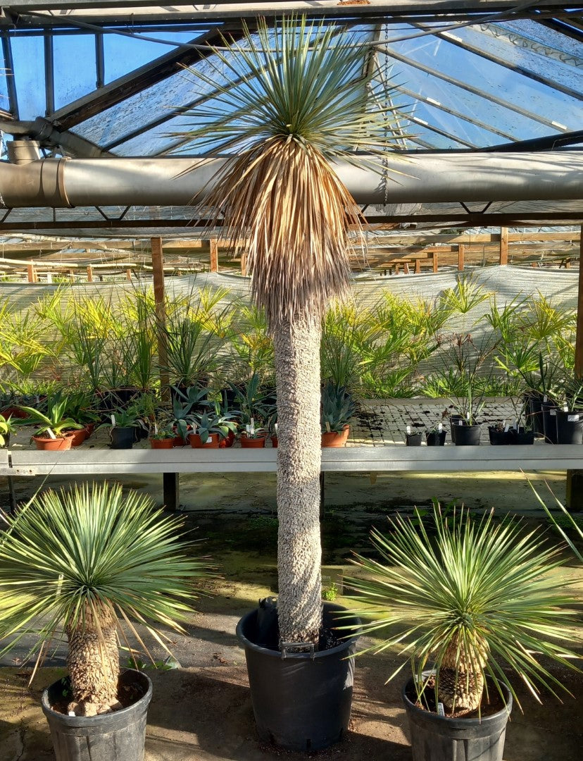 Yucca rostrata XXL, stem/plant/total 190/225/250 cm (MX03)