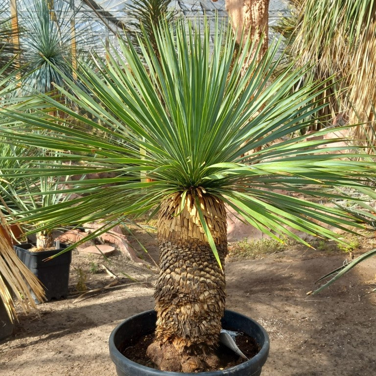 Yucca rostrata, stem/plant/total 45/75/105 cm, pot Ø 36 cm (PL01)