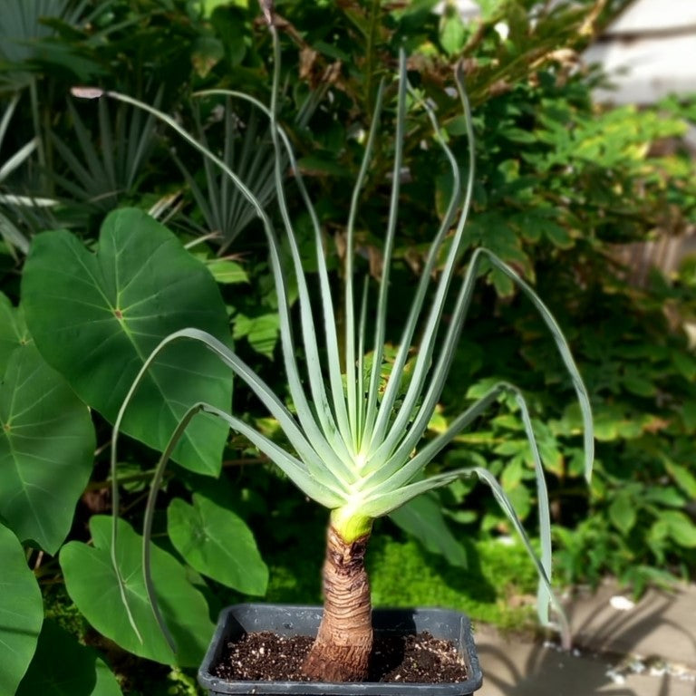 Aloe plicatilis