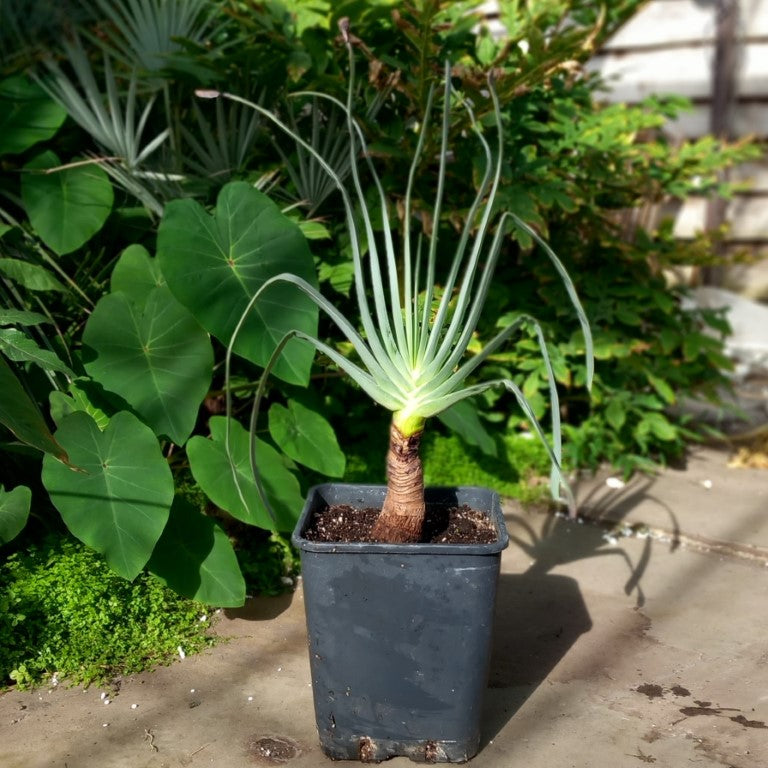 Aloe plicatilis