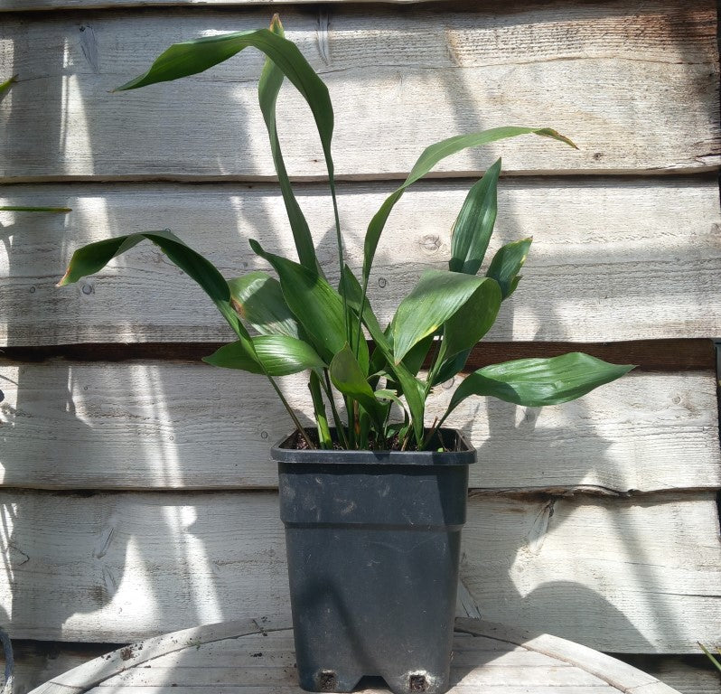 Aspidistra elatior, total 100 cm, 11 ltr. pot