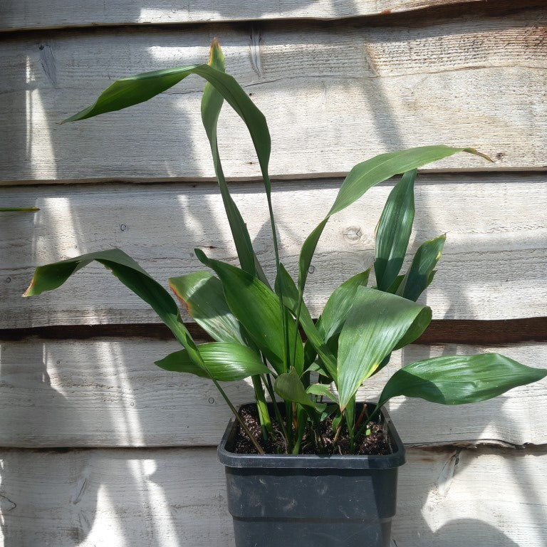 Aspidistra elatior, total 100 cm, 11 ltr. pot