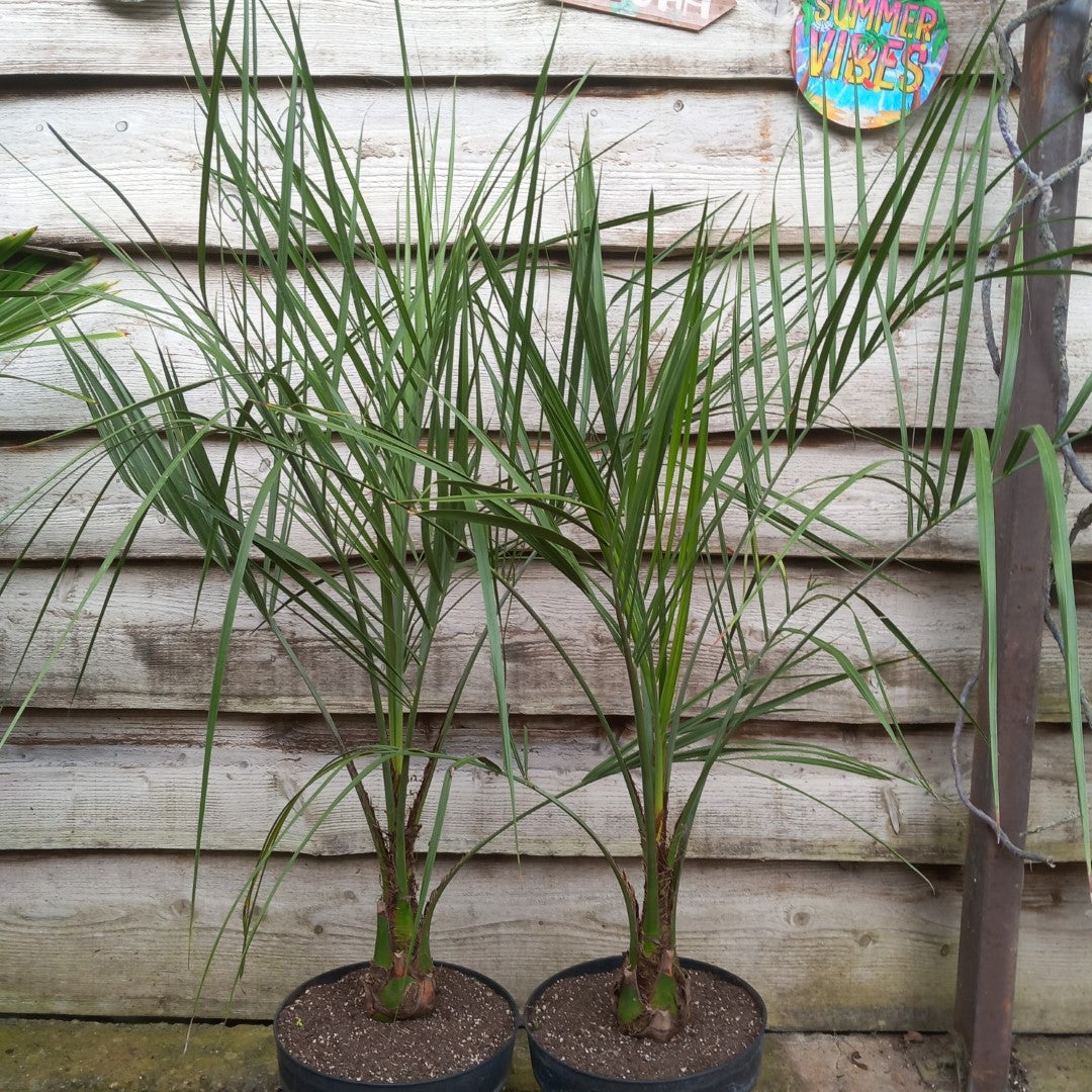 Butia capitata, stem/plant/total 20/130/150 cm, pot 9 ltr.