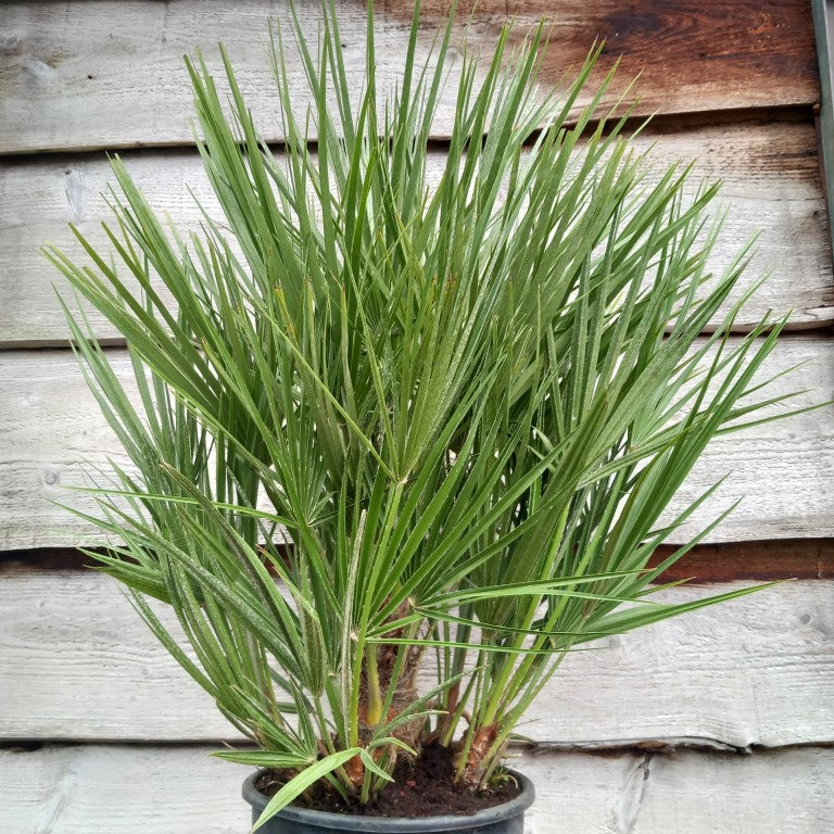 Chamaerops humilis