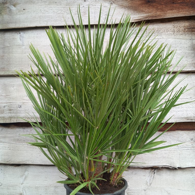 Chamaerops humilis