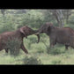 DVD Samburu, Buffalo Springs and Shaba National Park in Kenya